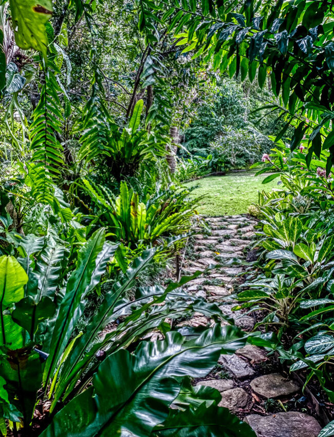 nat jungle path 01